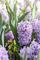 Hyacinthus orientalis 'Splendid Cornelia' - Hyazinthe 'Splendid Cornelia'
