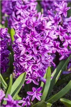 Hyacinthus orientalis 'Splendid Cornelia' - Hyazinthe 'Splendid Cornelia'