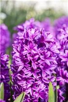 Hyacinthus orientalis 'Splendid Cornelia' - Hyazinthe 'Splendid Cornelia'
