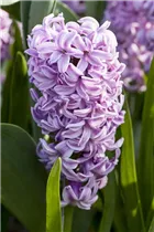 Hyacinthus orientalis 'Splendid Cornelia' - Hyazinthe 'Splendid Cornelia'