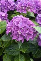 Hydrangea 'Hovaria'® - Bauernhortensie 'Hovaria'®