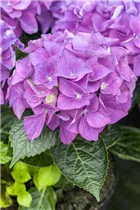 Hydrangea macrophylla 'Hobergine'® - Bauernhortensie Hovaria 'Hobergine'®