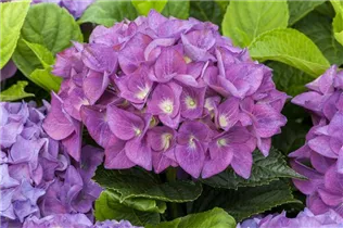 Hydrangea macrophylla 'Hobergine'® - Bauernhortensie Hovaria 'Hobergine'®