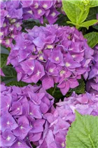 Hydrangea macrophylla 'Hobergine'® - Bauernhortensie Hovaria 'Hobergine'®