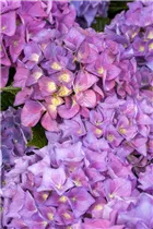 Hydrangea macrophylla 'Hobergine'® - Bauernhortensie Hovaria 'Hobergine'®