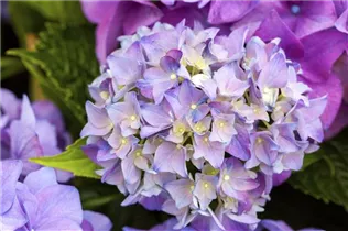 Hydrangea macrophylla 'Hobergine'® - Bauernhortensie Hovaria 'Hobergine'®