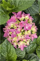Hydrangea macrophylla 'Hobergine'® - Bauernhortensie Hovaria 'Hobergine'®