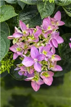 Hydrangea macrophylla 'Hobergine'® - Bauernhortensie Hovaria 'Hobergine'®
