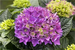 Hydrangea macrophylla 'Hobergine'® - Bauernhortensie Hovaria 'Hobergine'®