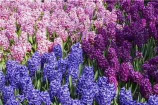 Hyacinthus orientalis 'Trikolore' - Hyazinthe 'Trikolore'