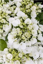 Hydrangea macrophylla 'Holibel'® - Bauernhortensie Hovaria 'Holibel'®