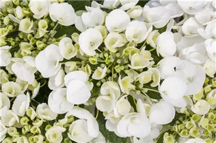 Hydrangea macrophylla 'Holibel'® - Bauernhortensie Hovaria 'Holibel'®