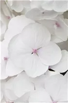 Hydrangea macrophylla 'Holibel'® - Bauernhortensie Hovaria 'Holibel'®