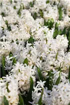 Hyacinthus orientalis 'White Pearl' - Hyazinthe 'White Pearl'