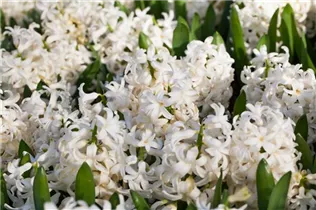 Hyacinthus orientalis 'White Pearl' - Hyazinthe 'White Pearl'