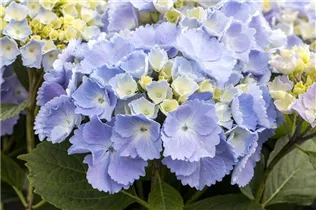 Hydrangea macrophylla 'Homigo'® - Bauernhortensie Hovaria® 'Homigo'