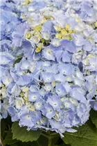 Hydrangea macrophylla 'Homigo'® - Bauernhortensie Hovaria® 'Homigo'