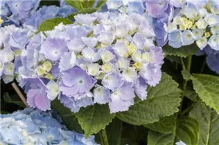 Hydrangea macrophylla 'Homigo'® - Bauernhortensie Hovaria® 'Homigo'