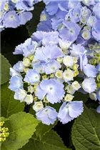 Hydrangea macrophylla 'Homigo'® - Bauernhortensie Hovaria® 'Homigo'