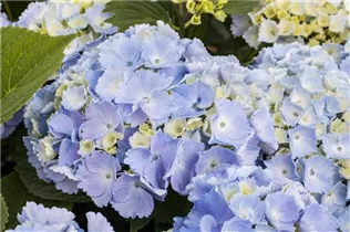 Hydrangea macrophylla 'Homigo'® - Bauernhortensie Hovaria® 'Homigo'