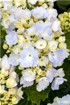 Hydrangea macrophylla 'Homigo'® - Bauernhortensie Hovaria® 'Homigo'