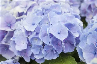 Hydrangea macrophylla 'Homigo'® - Bauernhortensie Hovaria® 'Homigo'