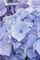 Hydrangea macrophylla 'Homigo'® - Bauernhortensie Hovaria® 'Homigo'