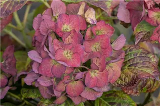 Hydrangea macrophylla 'Hopaline'® - Bauernhortensie Hovaria® 'Hopaline'