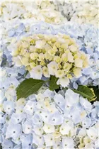 Hydrangea macrophylla 'Hopaline'® - Bauernhortensie Hovaria® 'Hopaline'