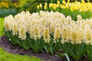 Hyacinthus orientalis 'Yellow Queen' - Hyazinthe 'Yellow Queen'