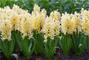 Hyacinthus orientalis 'Yellow Queen' - Hyazinthe 'Yellow Queen'