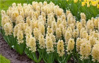 Hyacinthus orientalis 'Yellow Queen' - Hyazinthe 'Yellow Queen'