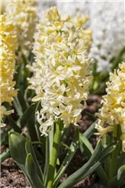 Hyacinthus orientalis 'Yellow Queen' - Hyazinthe 'Yellow Queen'