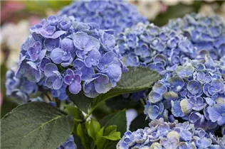 Hydrangea 'Hovaria'® - Bauernhortensie 'Hovaria'®