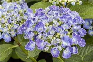 Hydrangea macrophylla 'Hopcorn'® - Bauernhortensie Hovaria 'Hopcorn'®