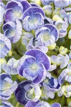Hydrangea macrophylla 'Hopcorn'® - Bauernhortensie Hovaria 'Hopcorn'®