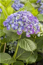 Hydrangea macrophylla 'Hopcorn'® - Bauernhortensie Hovaria 'Hopcorn'®