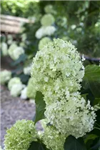 Hydrangea arborescens 'Annabelle' - Ballhortensie 'Annabelle'