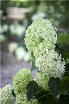 Hydrangea arborescens 'Annabelle' - Ballhortensie 'Annabelle'
