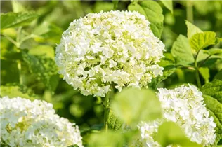 Hydrangea arborescens 'Annabelle' - Ballhortensie 'Annabelle'