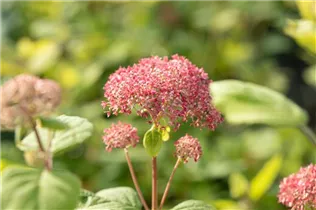 Hydrangea arborescens 'Pink Annabelle'® - Ballhortensie 'Pink Annabelle'® Hydrangea arborescens 'Pink Annabelle'® - Ballhortensie 'Pink Annabelle'®