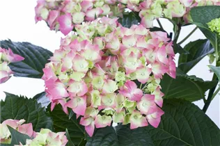 Hydrangea macrophylla 'Leuchtfeuer' - Bauernhortensie 'Leuchtfeuer'