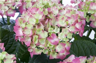 Hydrangea macrophylla 'Leuchtfeuer' - Bauernhortensie 'Leuchtfeuer'