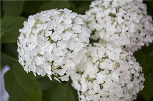 Hydrangea arborescens 'Strong Annabelle'® - Ballhortensie 'Strong Annabelle'®