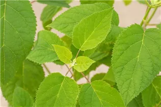 Hydrangea arborescens 'Strong Annabelle'® - Ballhortensie 'Strong Annabelle'®