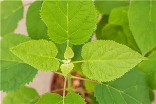 Hydrangea arborescens 'Strong Annabelle'® - Ballhortensie 'Strong Annabelle'®