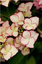 Hydrangea macrophylla 'Love You Kiss'® - Tellerhortensie Hovaria 'Love You Kiss'®