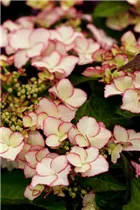 Hydrangea macrophylla 'Love You Kiss'® - Tellerhortensie Hovaria 'Love You Kiss'®