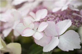 Hydrangea macrophylla 'Love You Kiss'® - Tellerhortensie Hovaria 'Love You Kiss'®