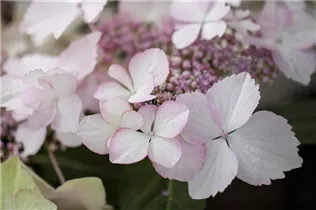Hydrangea macrophylla 'Love You Kiss'® - Tellerhortensie Hovaria 'Love You Kiss'®